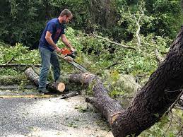 Reliable Kidron, OH Tree Services Solutions