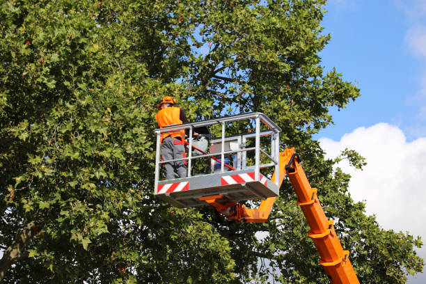  Kidron, OH Tree Services Pros